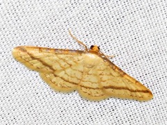 Heterostegane rectistriga