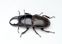 Aegus chelifer nitidus