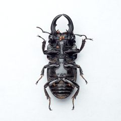 Aegus chelifer nitidus