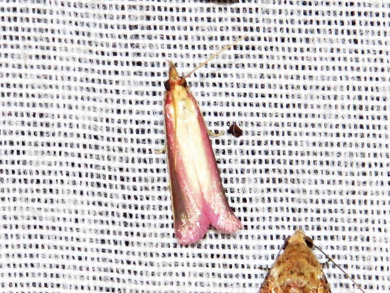 Villiersoides