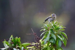 Regulus ignicapilla