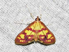 Stenochora lancinalis