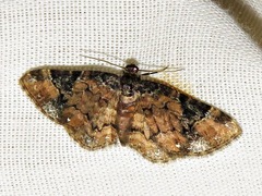 Melanthia ustiplaga