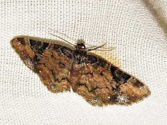 Melanthia ustiplaga