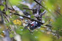 Dendrocopos major