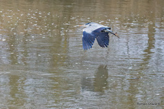 Ardea cinerea