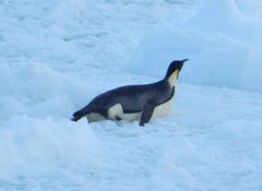 Aptenodytes forsteri