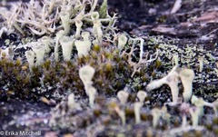 Cladonia