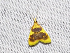 Sameodesma xanthocraspia