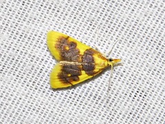 Sameodesma xanthocraspia