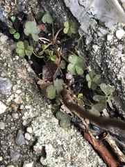 Oxalis corniculata