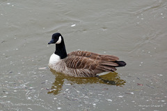 Branta canadensis