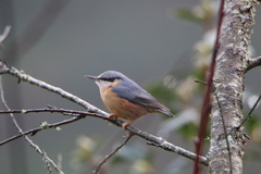Sitta europaea
