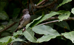 Sublegatus obscurior