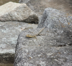 Stenocercus crassicaudatus