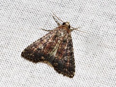 Condica capensis