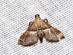 Endotricha consobrinalis consobrinalis