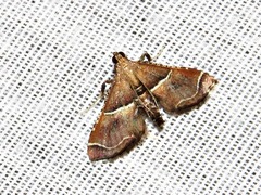 Endotricha consobrinalis consobrinalis