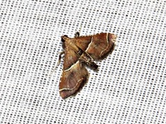 Endotricha consobrinalis consobrinalis