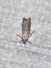 Ethmia circumdatella