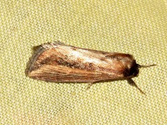 Acrapex brunnea