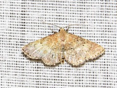 Cerynea thermesialis