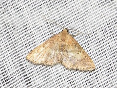 Cerynea thermesialis