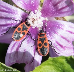 Pyrrhocoris apterus