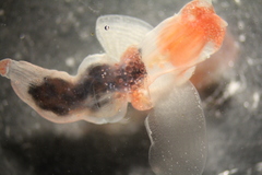 Clione