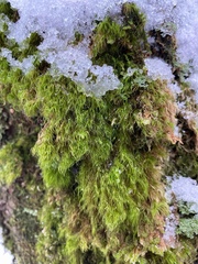 Paraleucobryum longifolium