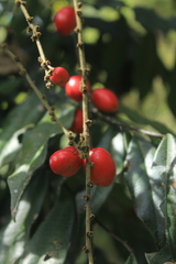 Picramnia sphaerocarpa