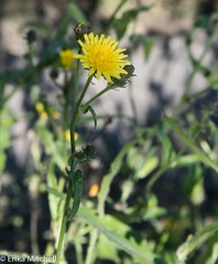 Asteraceae