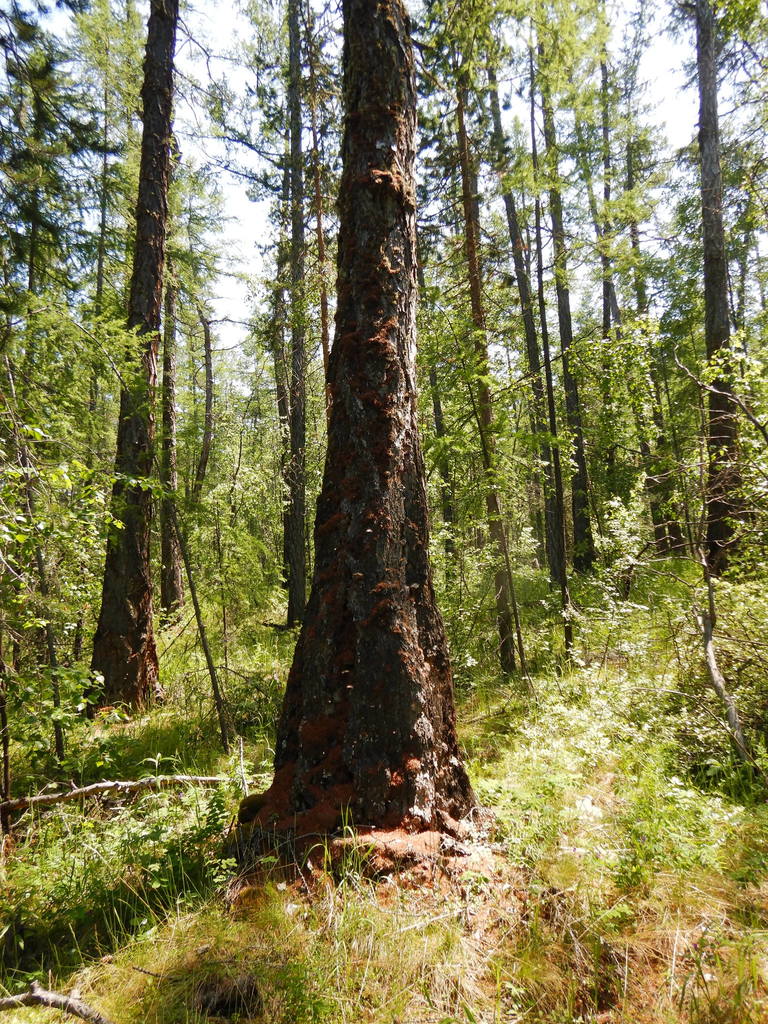 Czekanowski's Larch