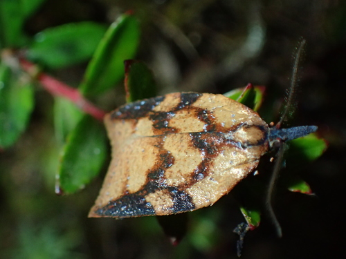 Amorbia cocori · iNaturalist