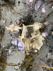 Constantinea simplex