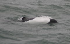 Cephalorhynchus commersonii