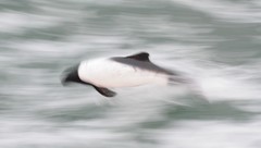 Cephalorhynchus commersonii