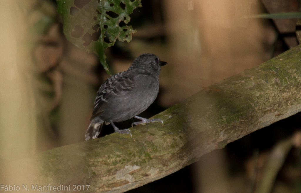 Xingu Scale-Backed Antbird