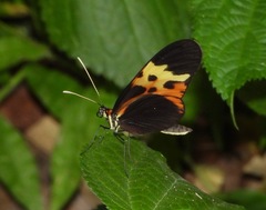 Mechanitis messenoides