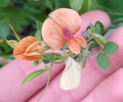 Lathyrus blepharicarpos