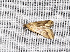 Achyra coelatalis