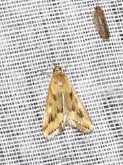 Achyra coelatalis