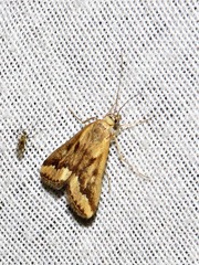 Achyra coelatalis
