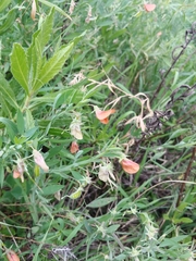 Lathyrus blepharicarpos
