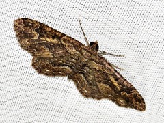 Horisme obscurata obscurata