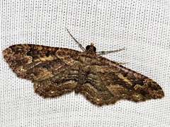 Horisme obscurata obscurata