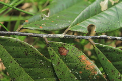 Picramnia sphaerocarpa