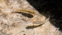 Poeciliidae