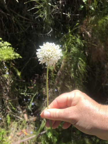 Cephalaria foliosa
