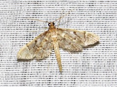 Duponchelia lanceolalis